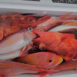 遊漁船 新鋭丸 釣果