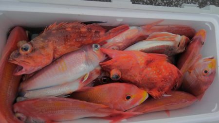 遊漁船 新鋭丸 釣果