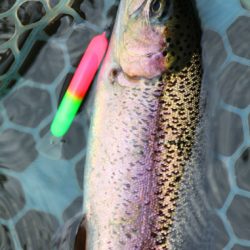 小菅トラウトガーデン 釣果