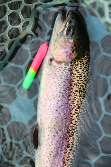 小菅トラウトガーデン 釣果