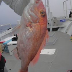 遊漁船 新鋭丸 釣果