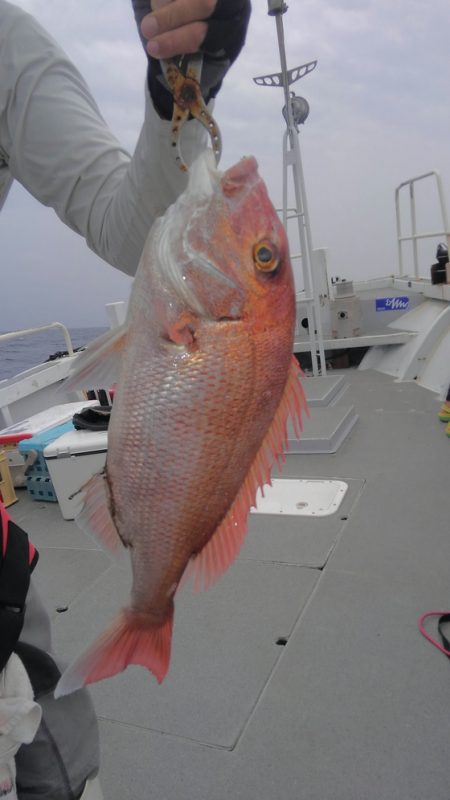 遊漁船 新鋭丸 釣果