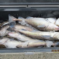 大進丸(新潟) 釣果