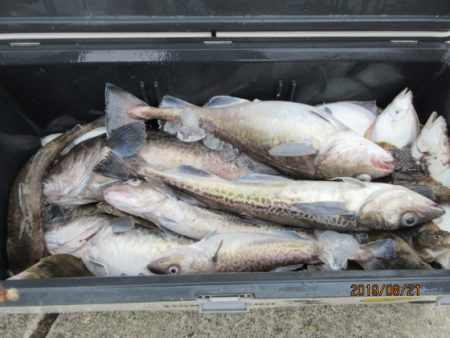 大進丸(新潟) 釣果