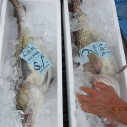 大進丸(新潟) 釣果