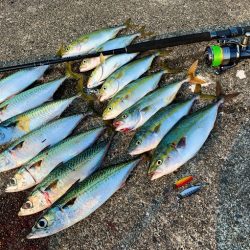 ジャックアイグロッキーがマッチザベイト！【ハヤブサ（Hayabusa）　ジャックアイグロッキー　インプレッション】