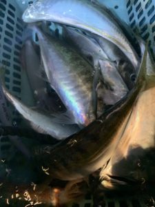 愛海丸 釣果