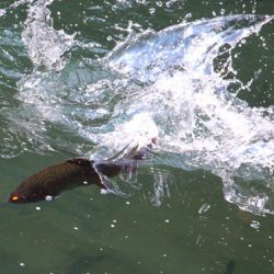 小菅トラウトガーデン 釣果