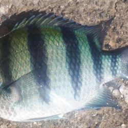 早朝釣り!!気分は最高!!!!