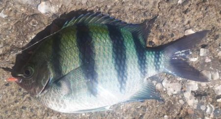 早朝釣り！！気分は最高！！！！