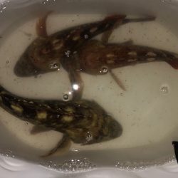 神戸ミッドワインド2