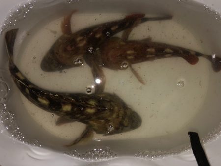 神戸ミッドワインド2