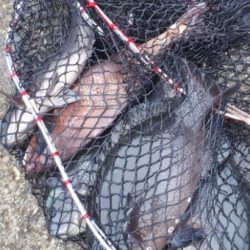 鯛！！！！グレ！！！！！