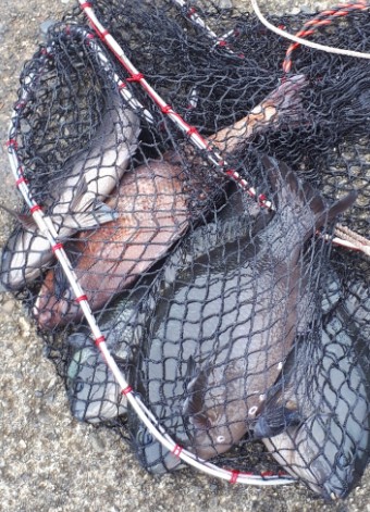 鯛！！！！グレ！！！！！