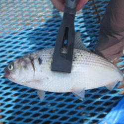 オリジナルメーカー海づり公園(市原市海づり施設) 釣果