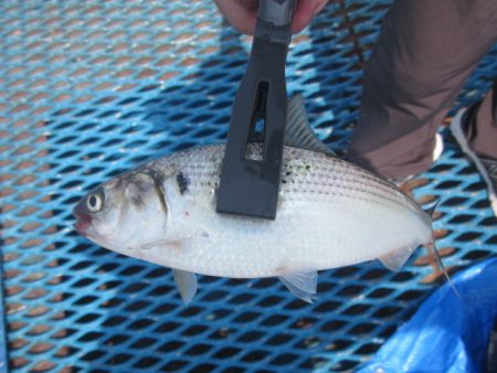 オリジナルメーカー海づり公園(市原市海づり施設) 釣果