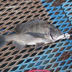 オリジナルメーカー海づり公園(市原市海づり施設) 釣果