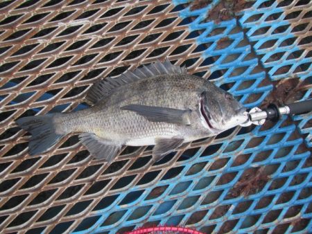 オリジナルメーカー海づり公園(市原市海づり施設) 釣果
