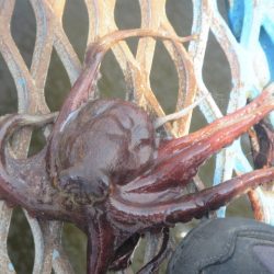 オリジナルメーカー海づり公園(市原市海づり施設) 釣果