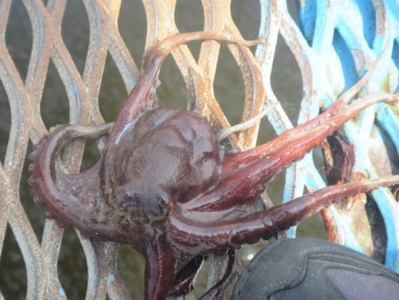 オリジナルメーカー海づり公園(市原市海づり施設) 釣果