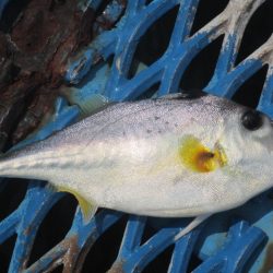 オリジナルメーカー海づり公園(市原市海づり施設) 釣果