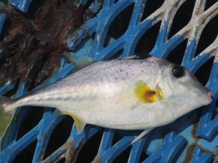 オリジナルメーカー海づり公園(市原市海づり施設) 釣果