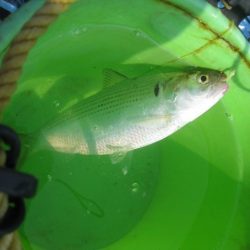 オリジナルメーカー海づり公園(市原市海づり施設) 釣果