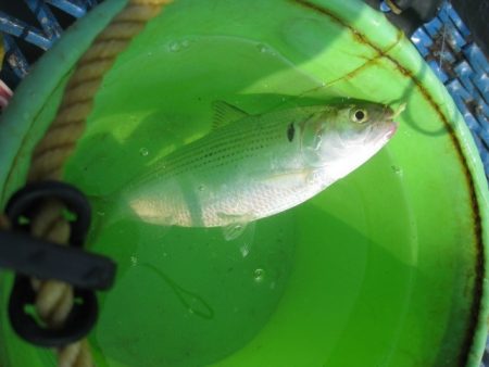 オリジナルメーカー海づり公園(市原市海づり施設) 釣果