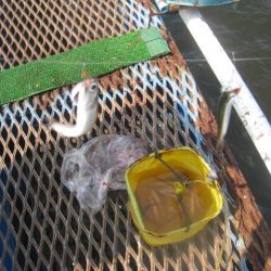 オリジナルメーカー海づり公園(市原市海づり施設) 釣果