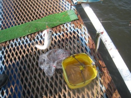 オリジナルメーカー海づり公園(市原市海づり施設) 釣果