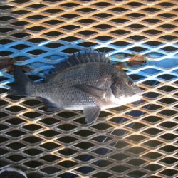 オリジナルメーカー海づり公園(市原市海づり施設) 釣果