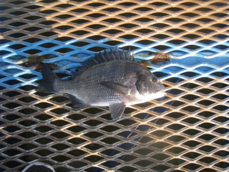 オリジナルメーカー海づり公園(市原市海づり…
