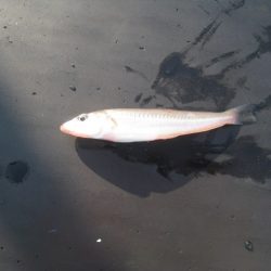 オリジナルメーカー海づり公園(市原市海づり施設) 釣果