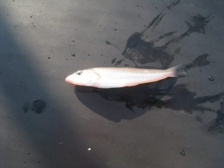 オリジナルメーカー海づり公園(市原市海づり施設) 釣果