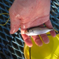 オリジナルメーカー海づり公園(市原市海づり施設) 釣果