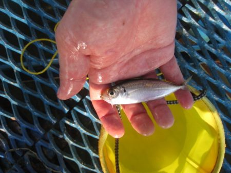 オリジナルメーカー海づり公園(市原市海づり施設) 釣果