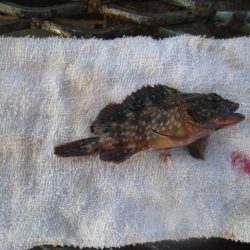 オリジナルメーカー海づり公園(市原市海づり施設) 釣果