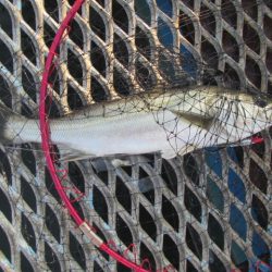 オリジナルメーカー海づり公園(市原市海づり施設) 釣果