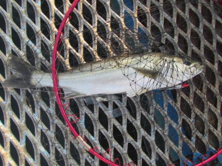 オリジナルメーカー海づり公園(市原市海づり施設) 釣果