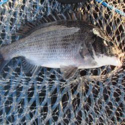 オリジナルメーカー海づり公園(市原市海づり施設) 釣果