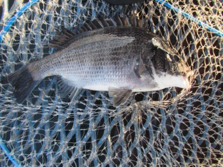 オリジナルメーカー海づり公園(市原市海づり施設) 釣果