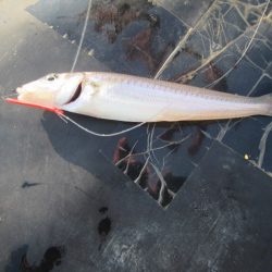 オリジナルメーカー海づり公園(市原市海づり施設) 釣果