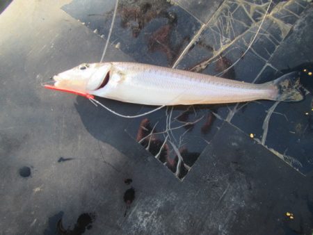オリジナルメーカー海づり公園(市原市海づり施設) 釣果