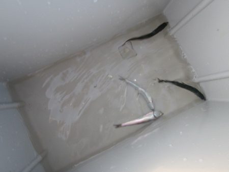 オリジナルメーカー海づり公園(市原市海づり施設) 釣果