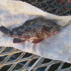 オリジナルメーカー海づり公園(市原市海づり施設) 釣果