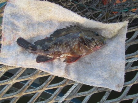 オリジナルメーカー海づり公園(市原市海づり施設) 釣果