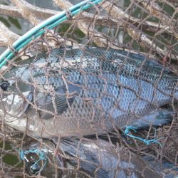 オリジナルメーカー海づり公園(市原市海づり施設) 釣果