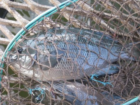 オリジナルメーカー海づり公園(市原市海づり施設) 釣果