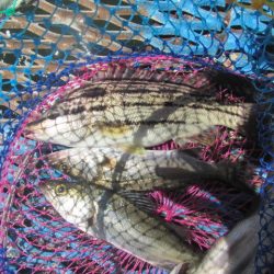 オリジナルメーカー海づり公園(市原市海づり施設) 釣果