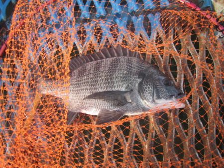 オリジナルメーカー海づり公園(市原市海づり…